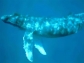 Японцы "в научных целях" убьют и съедят тысячу китов
