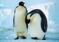 С помощью Гугл можно увидеть пингвинов в Антарктиде