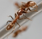 Раскрыт секрет социализации муравьев