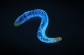 Открыт секрет свечения сибирских червей